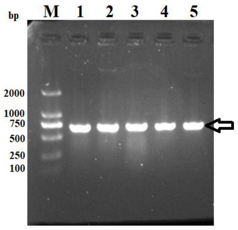 Paralichthys olivaceus SOCS3 gene and eukaryotic expression vector, expression system and heterologous expression method thereof