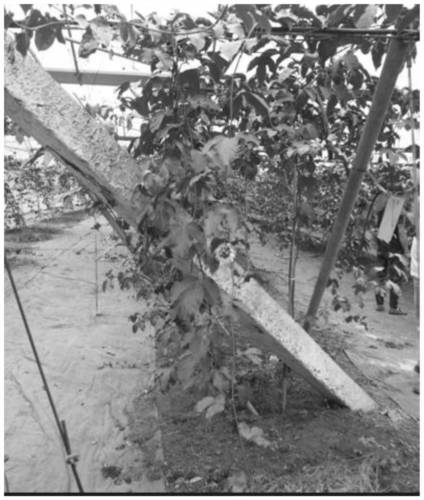 Five-line type cultivation method for improving yield of passion fruits