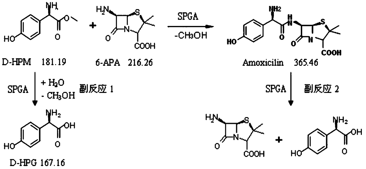 A kind of synthetic penicillin g acylase mutant and its application in the preparation of amoxicillin