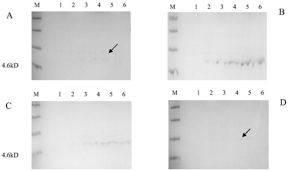 Natural Antimicrobial Peptides of Phylothrix saccharomyces and Its Application