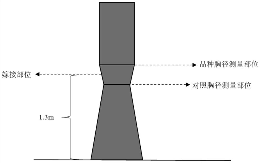 A field comparative test method and application of a new fast-growing tree variety