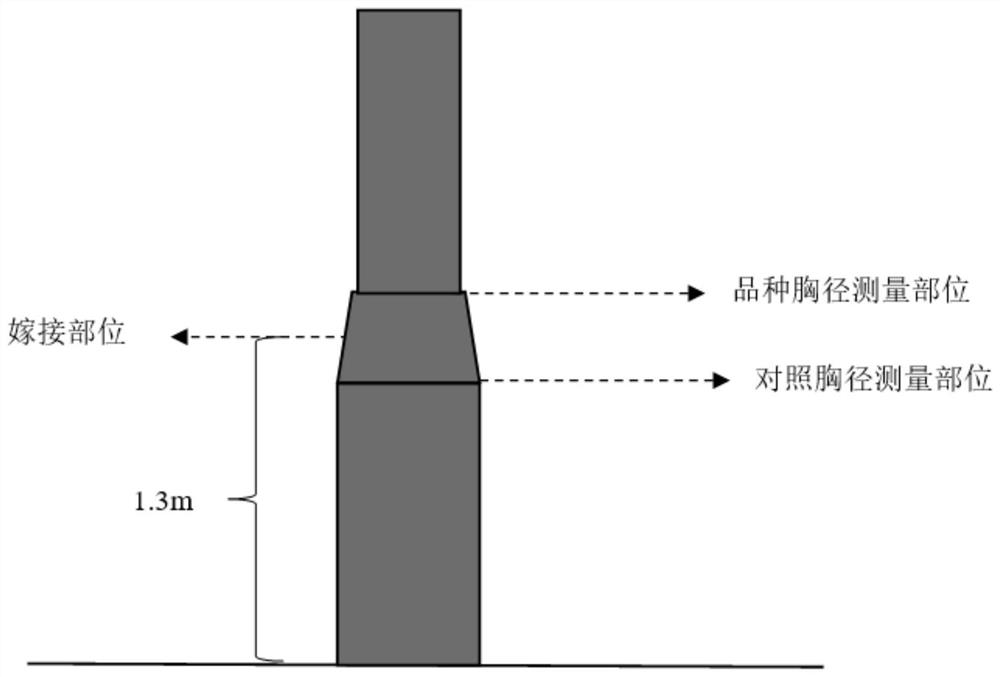 A field comparative test method and application of a new fast-growing tree variety