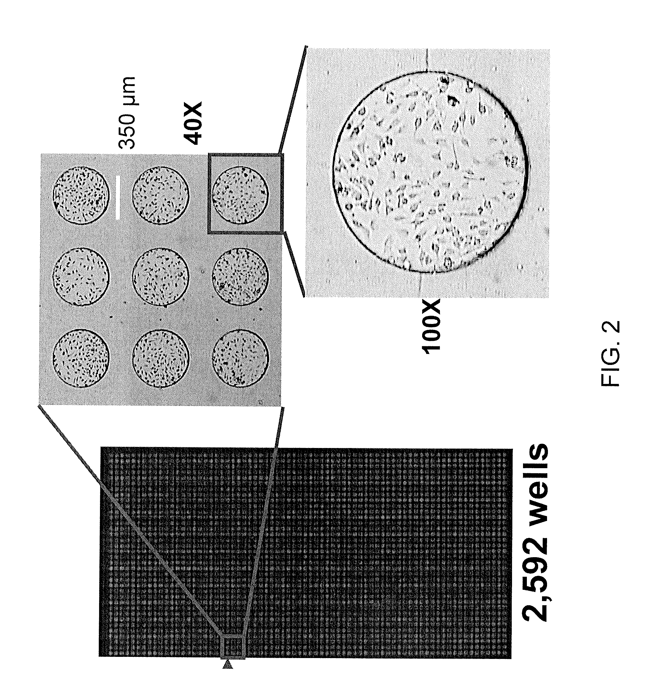 Microarray chip and method of fabricating for the same