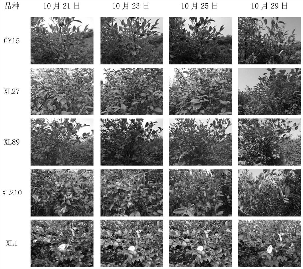 Composition for regulating and controlling centralized falling of mature fruits of camellia oleifera