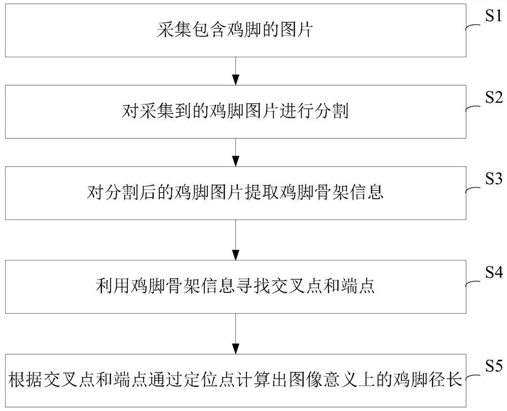 Automatic livestock and poultry foot parameter measuring method based on machine vision