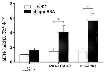 Goose-origin gene RIG-I (retinoic acid-inducible gene-I) with anti-Newcastle disease virus activities and application thereof