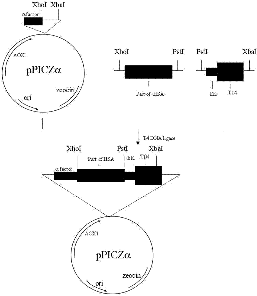 Method for recombining, expressing and producing human thymosin in yeast