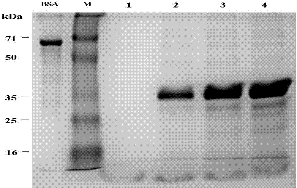 Method for recombining, expressing and producing human thymosin in yeast