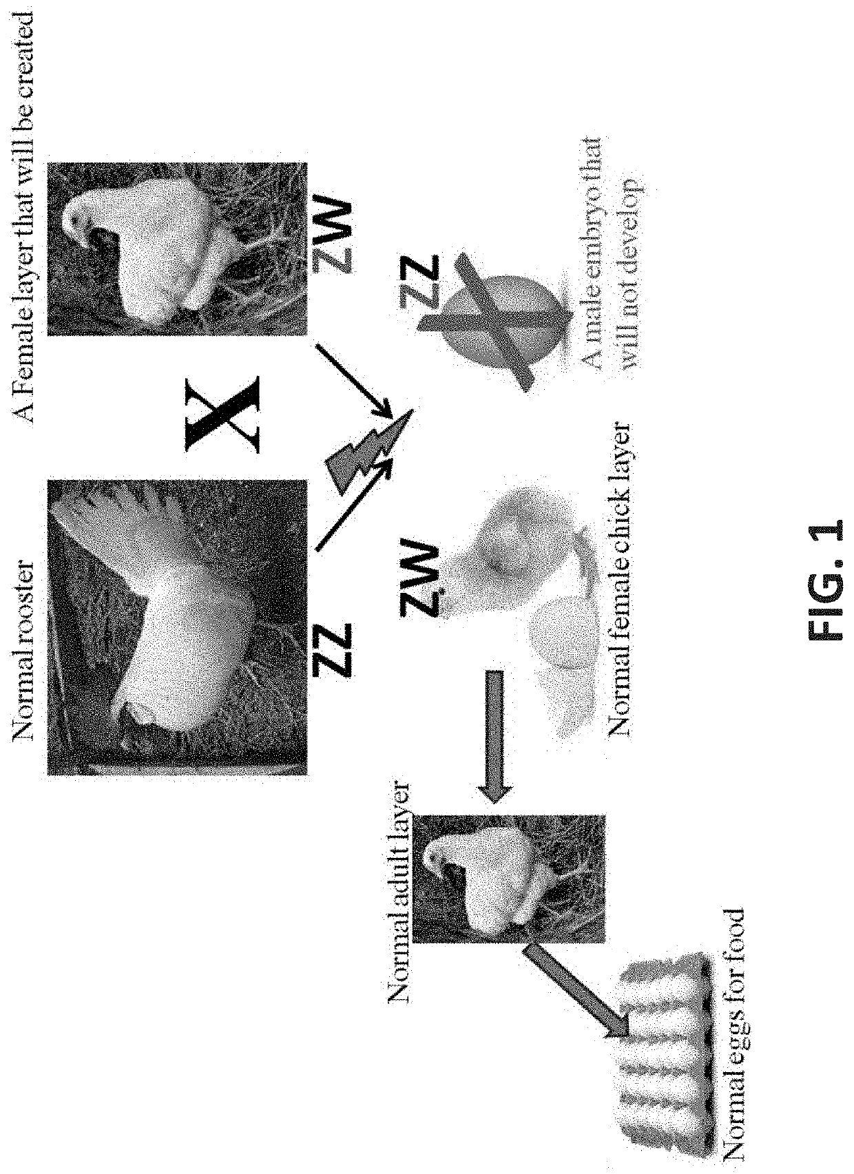 Genome-edited birds