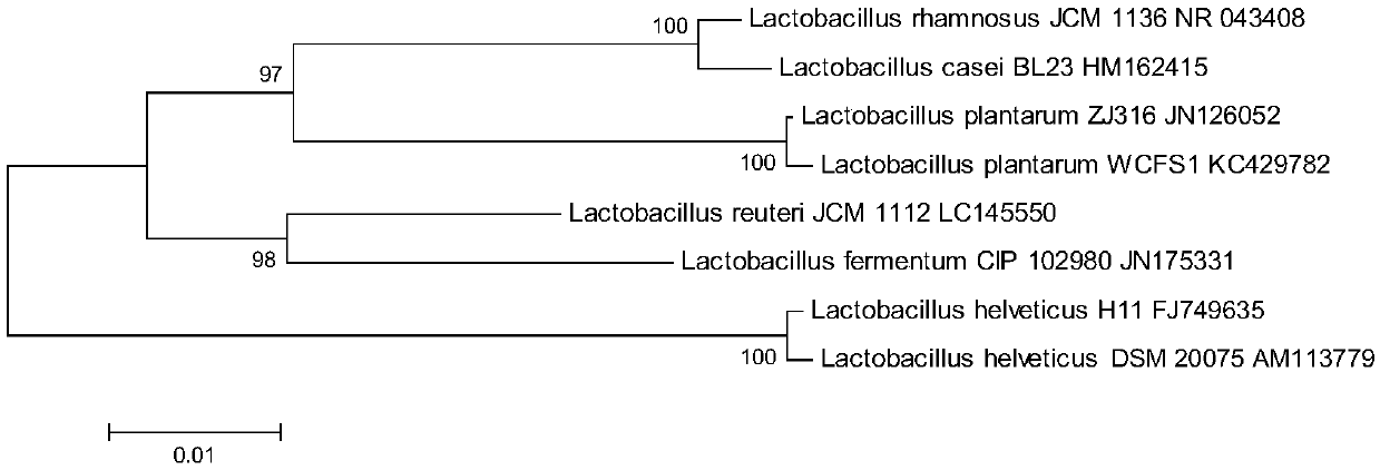 Lactobacillus helveticus H11 and application thereof