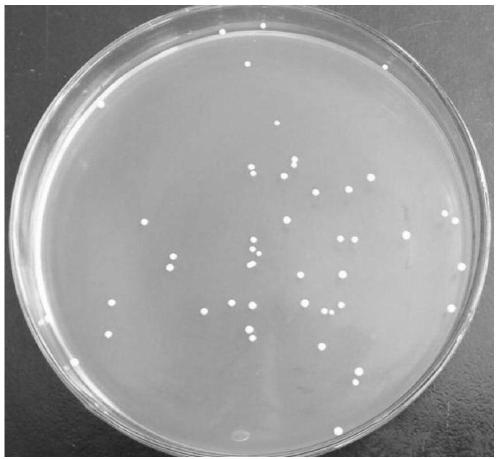 Lactobacillus helveticus H11 and application thereof