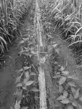 Efficient chili cultivation method under wheat-chili interplanting system