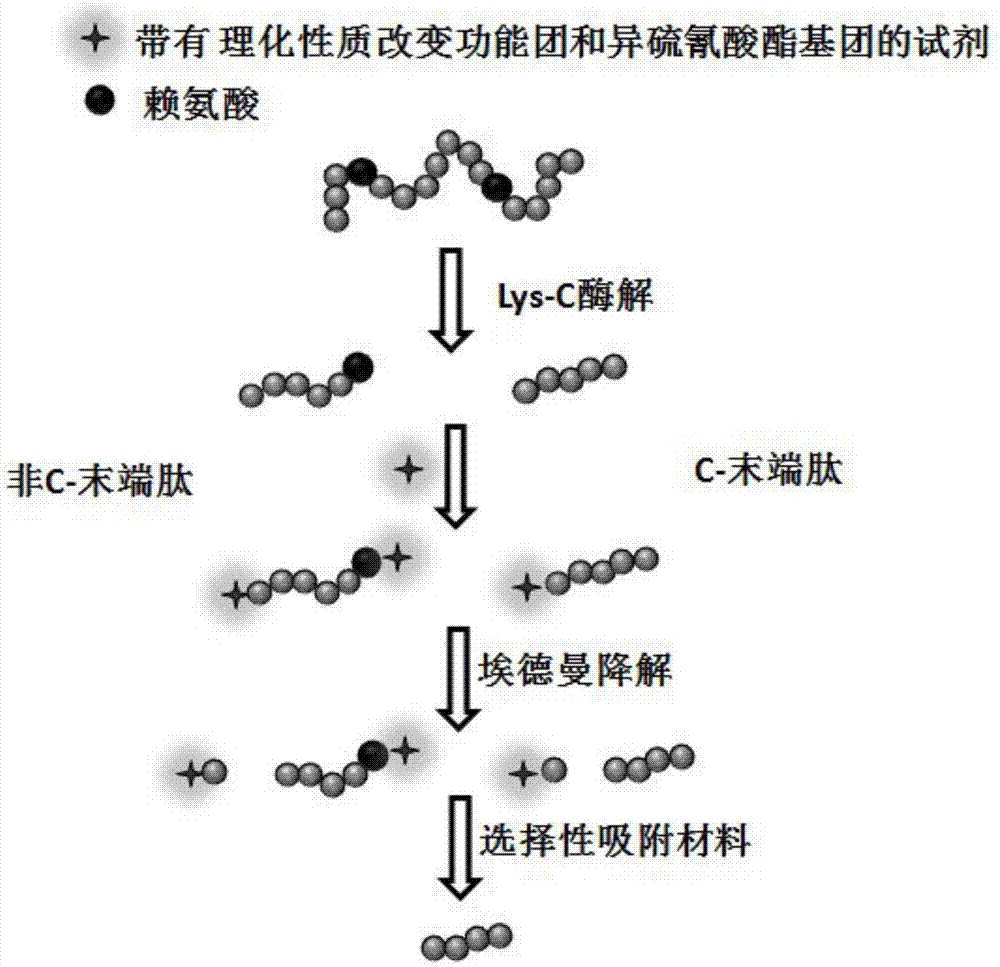 Protein C-terminal peptide enrichment method based on Edman degradation