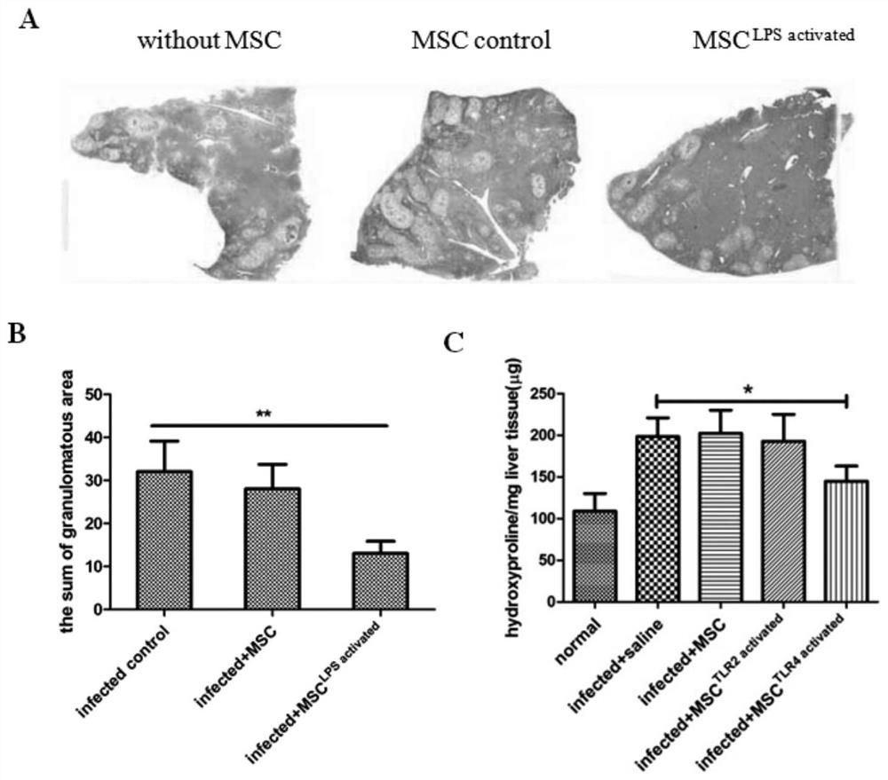 A treatment method of mesenchymal stem cells for the treatment of Schistosoma japonicum infection