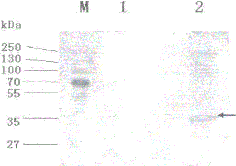 Artificial protein having vibrio cholerae toxin A-subunit and staphylococcus aureus characteristics and application thereof