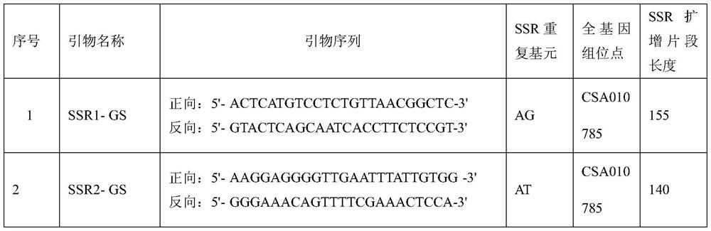 Tea tree glutamine synthetase gene SSR molecular marker primer and application