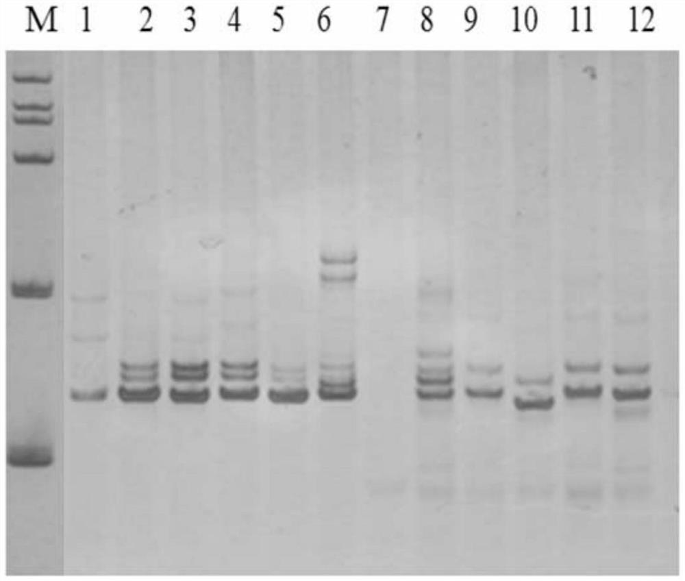 Tea tree glutamine synthetase gene SSR molecular marker primer and application