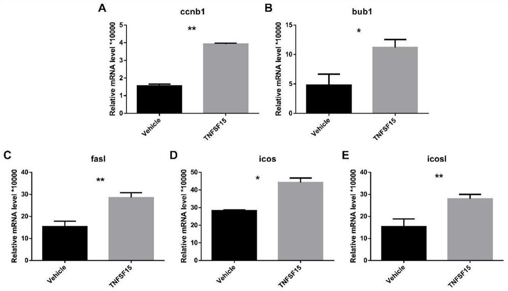 Application of TNFSF15 protein as lymphocyte immunopotentiator and activation method of TNFSF15 protein