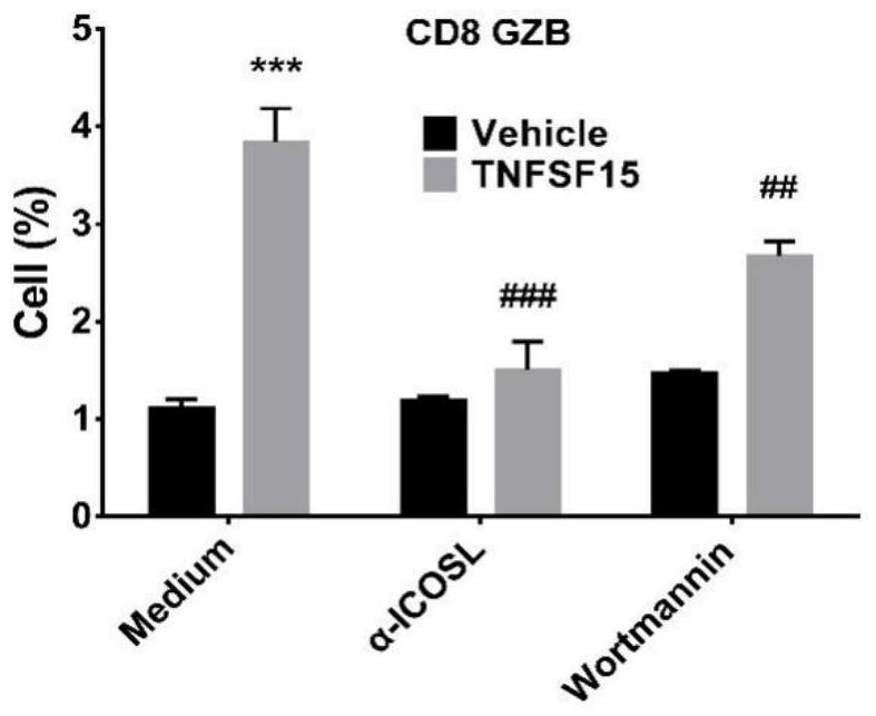 Application of TNFSF15 protein as lymphocyte immunopotentiator and activation method of TNFSF15 protein