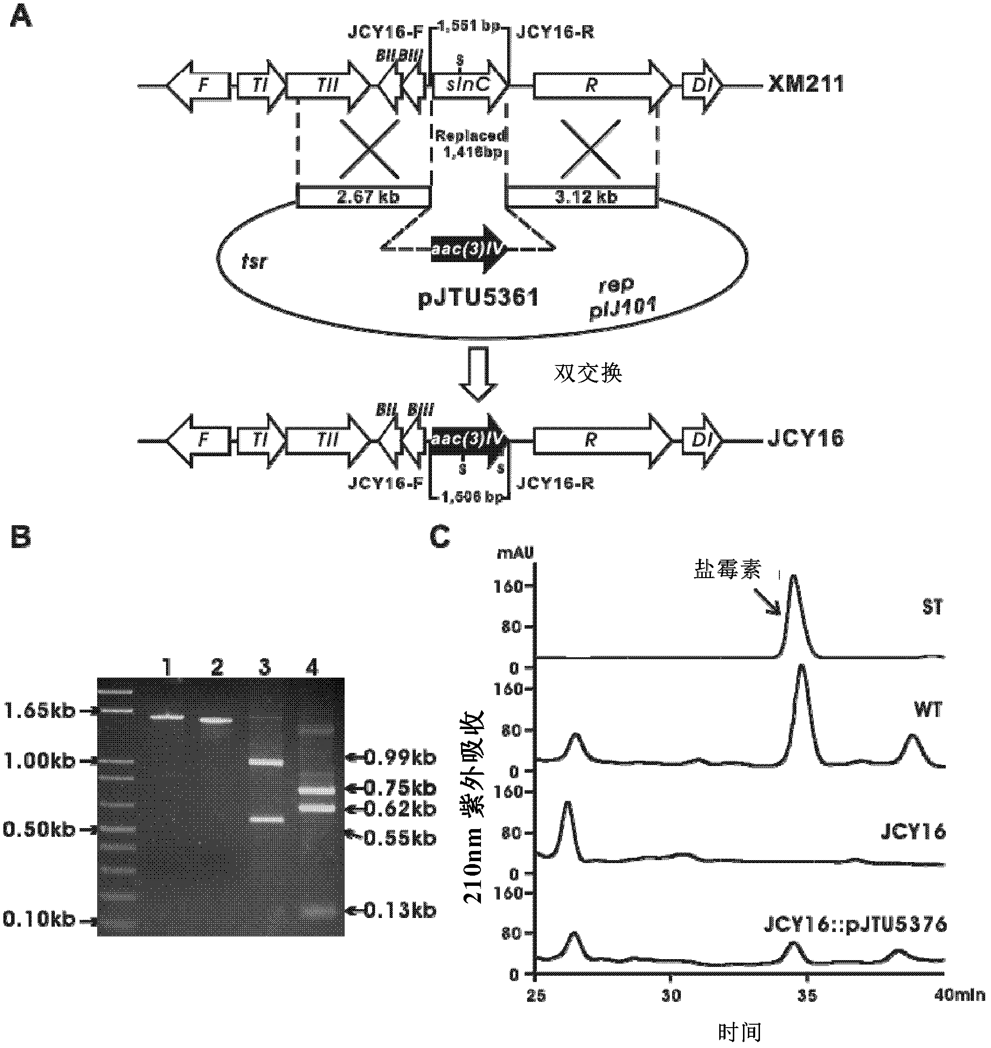 Biosynthetic gene cluster of salinomycin and application thereof