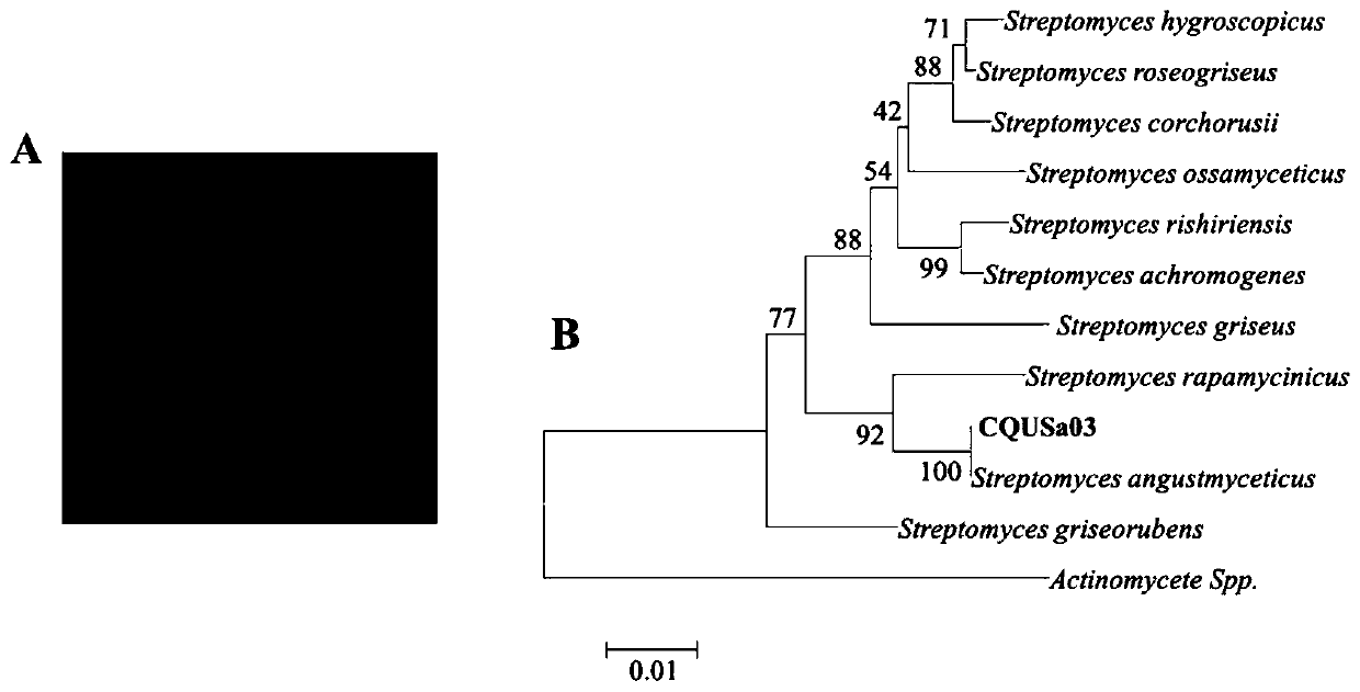 Streptomyces angustmyceticus and application of Streptomyces angustmyceticus in prevention and treatment of plant oomycetes and fungal diseases as well as promotion of plant growth