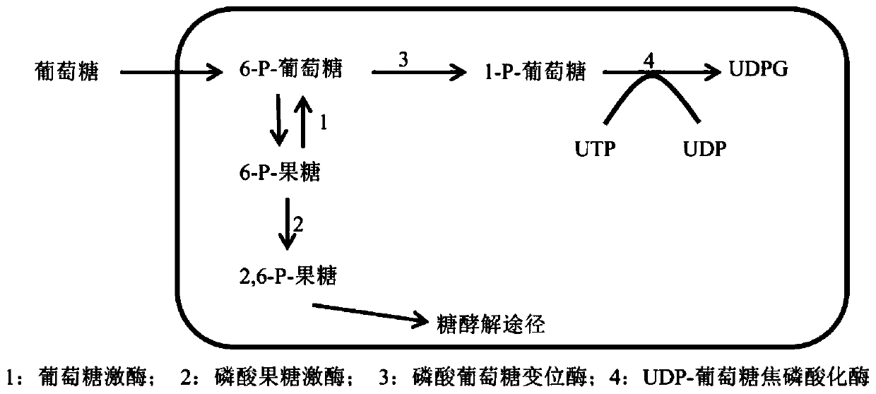 A kind of genetically engineered bacteria and its application in the preparation of rebaudioside A