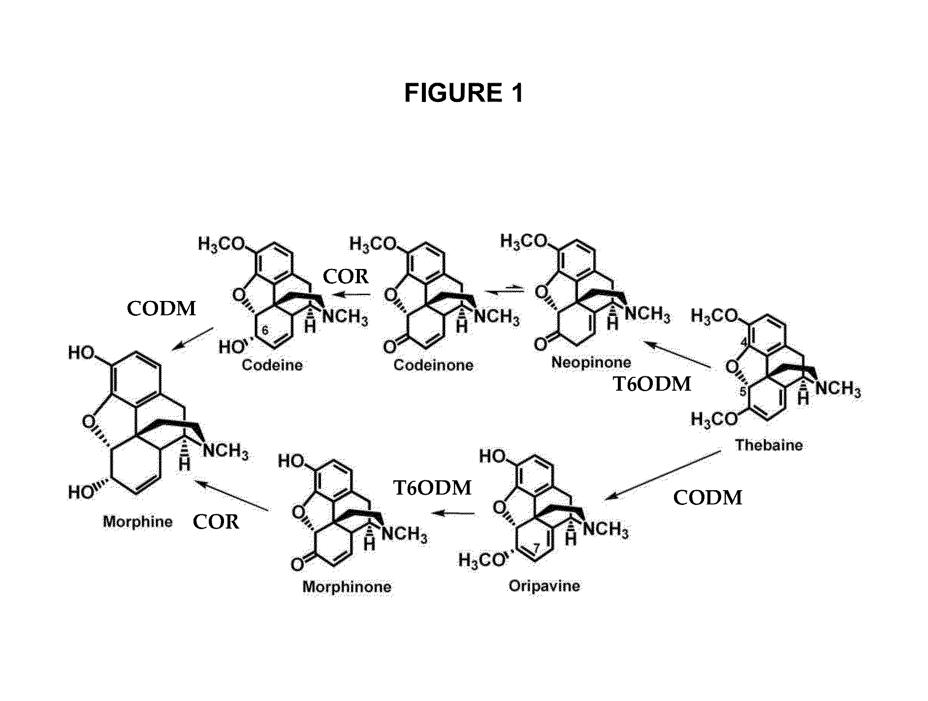 Papaver bracteatum with modified alkaloid content