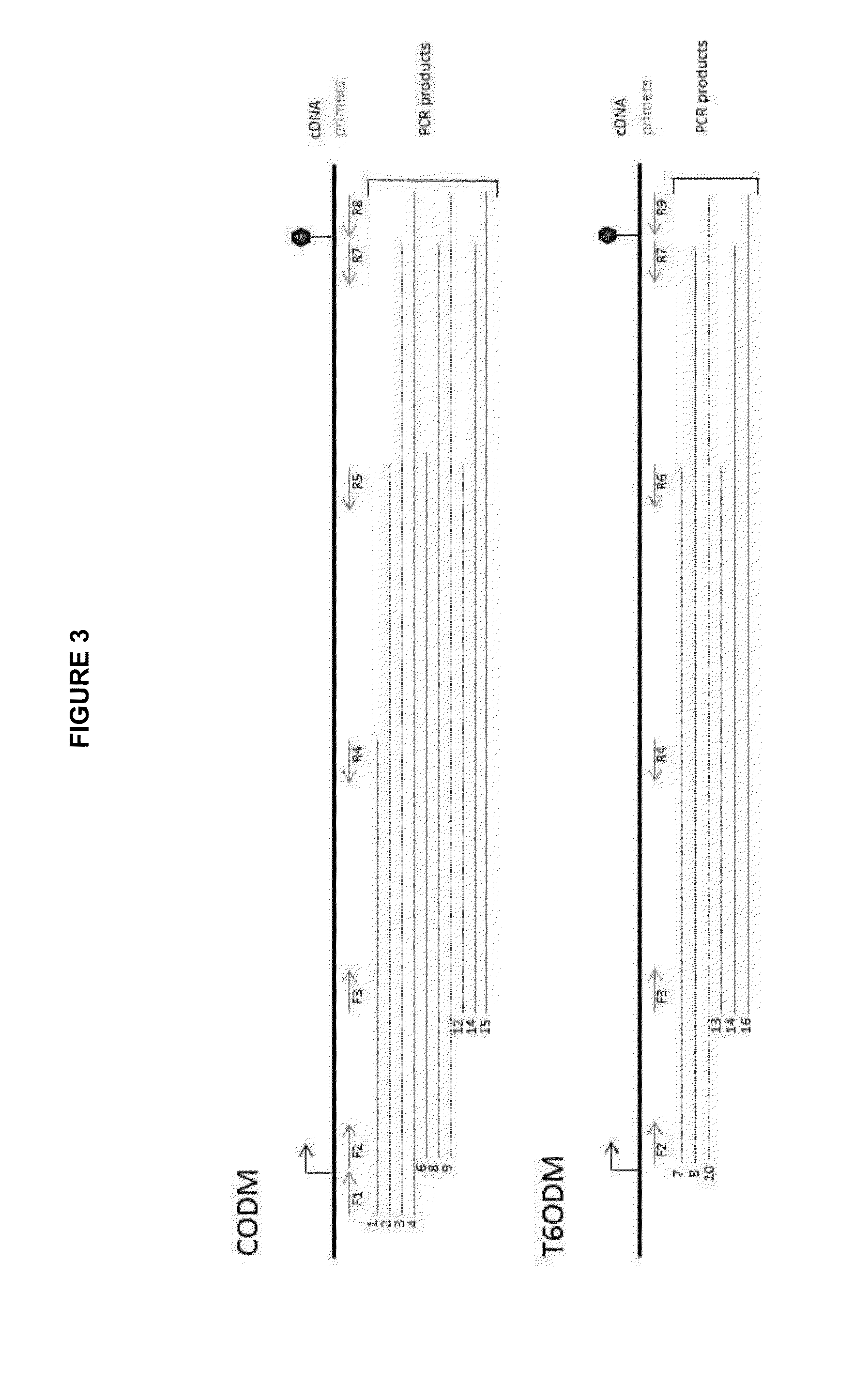 Papaver bracteatum with modified alkaloid content