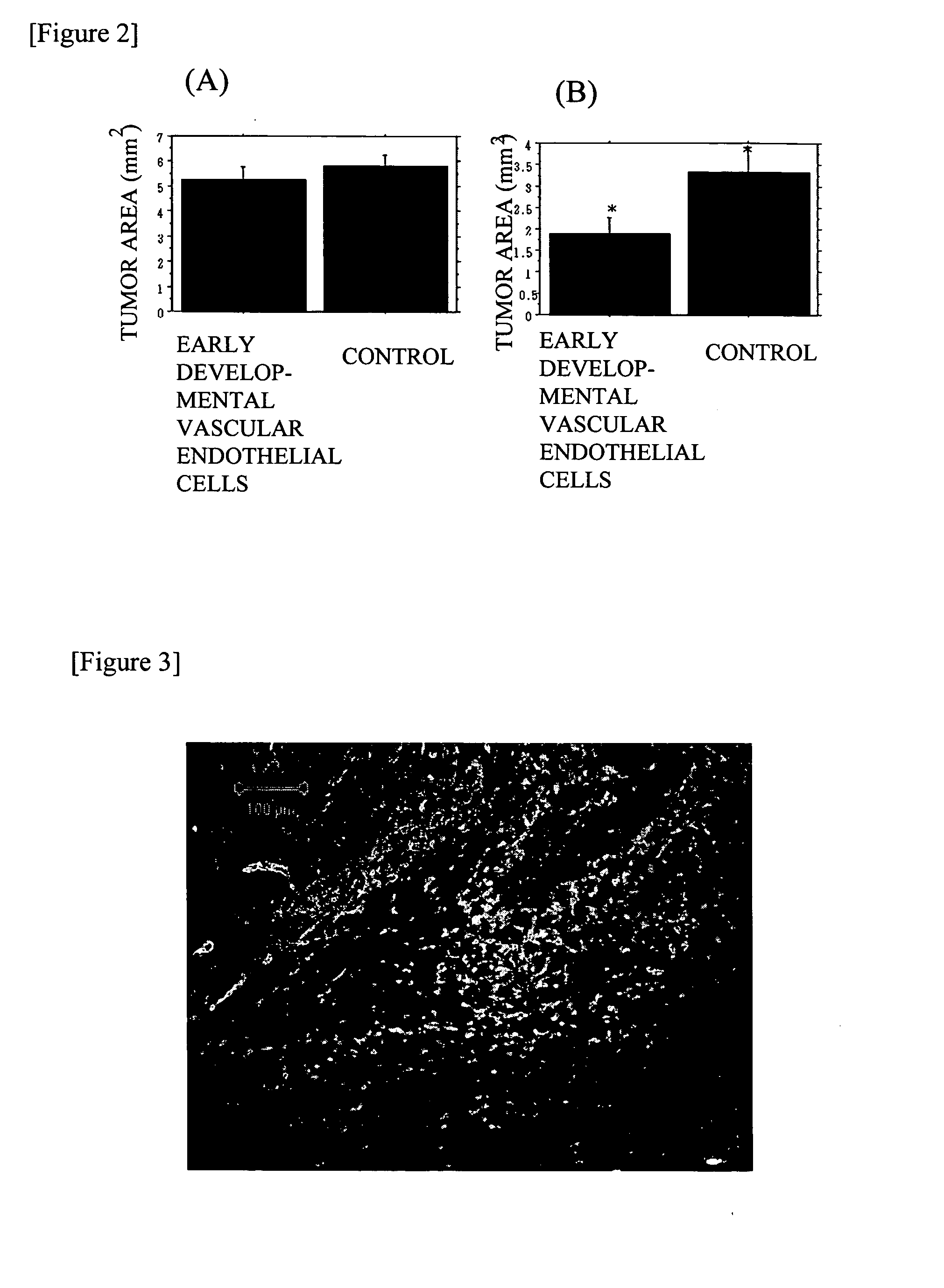 Method Of Producing Vascular Endothelial Cells From Primate Embryonic Stem Cells