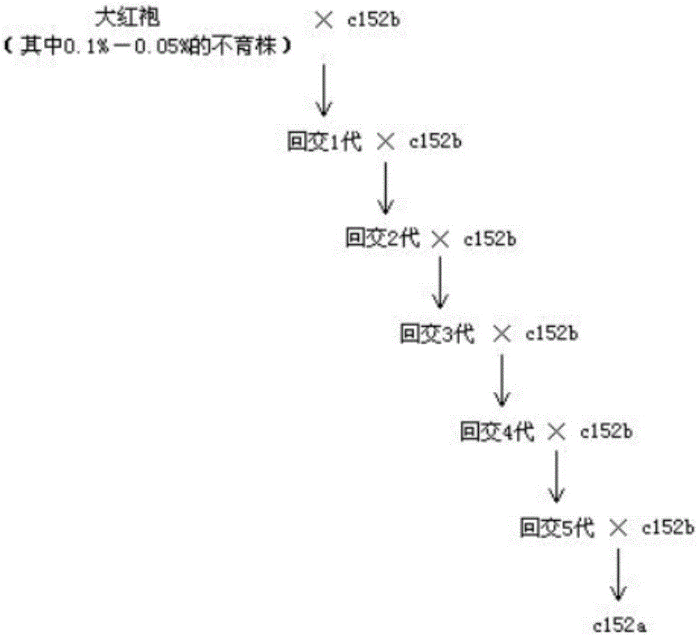 A kind of breeding method of purple radish