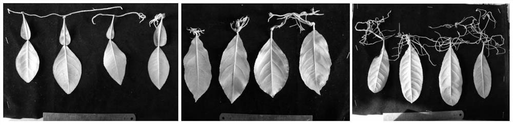 A rapid inoculation and identification method for citrus canker