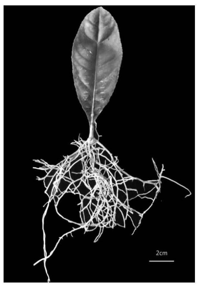 A rapid inoculation and identification method for citrus canker