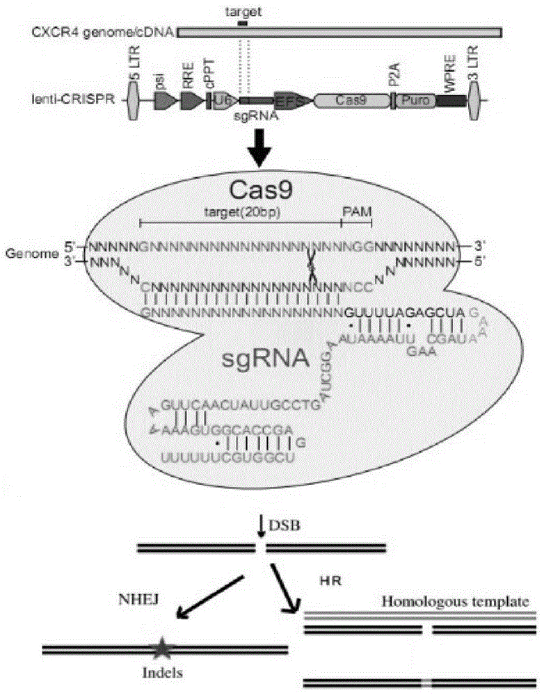CRISPR/Cas9 recombinant lentiviral vector and its lentivirus for AIDS gene therapy