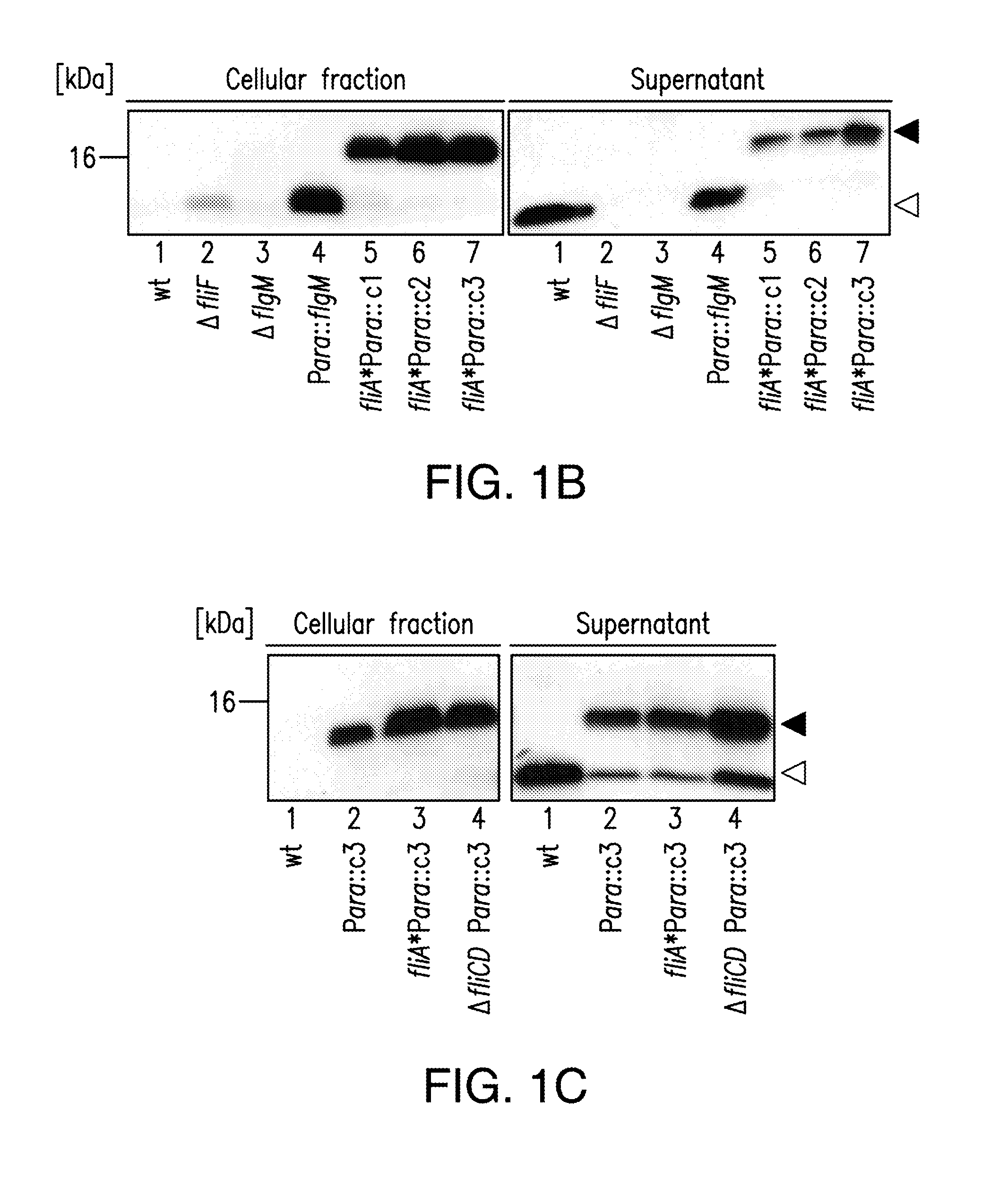 Compositions and methods for peptide expression and purification using a type iii secretion system