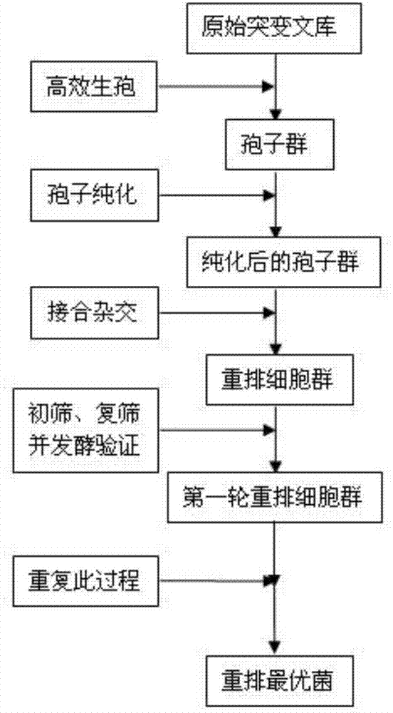 High-temperature resistant saccharomyces cerevisiae strain and breeding method thereof