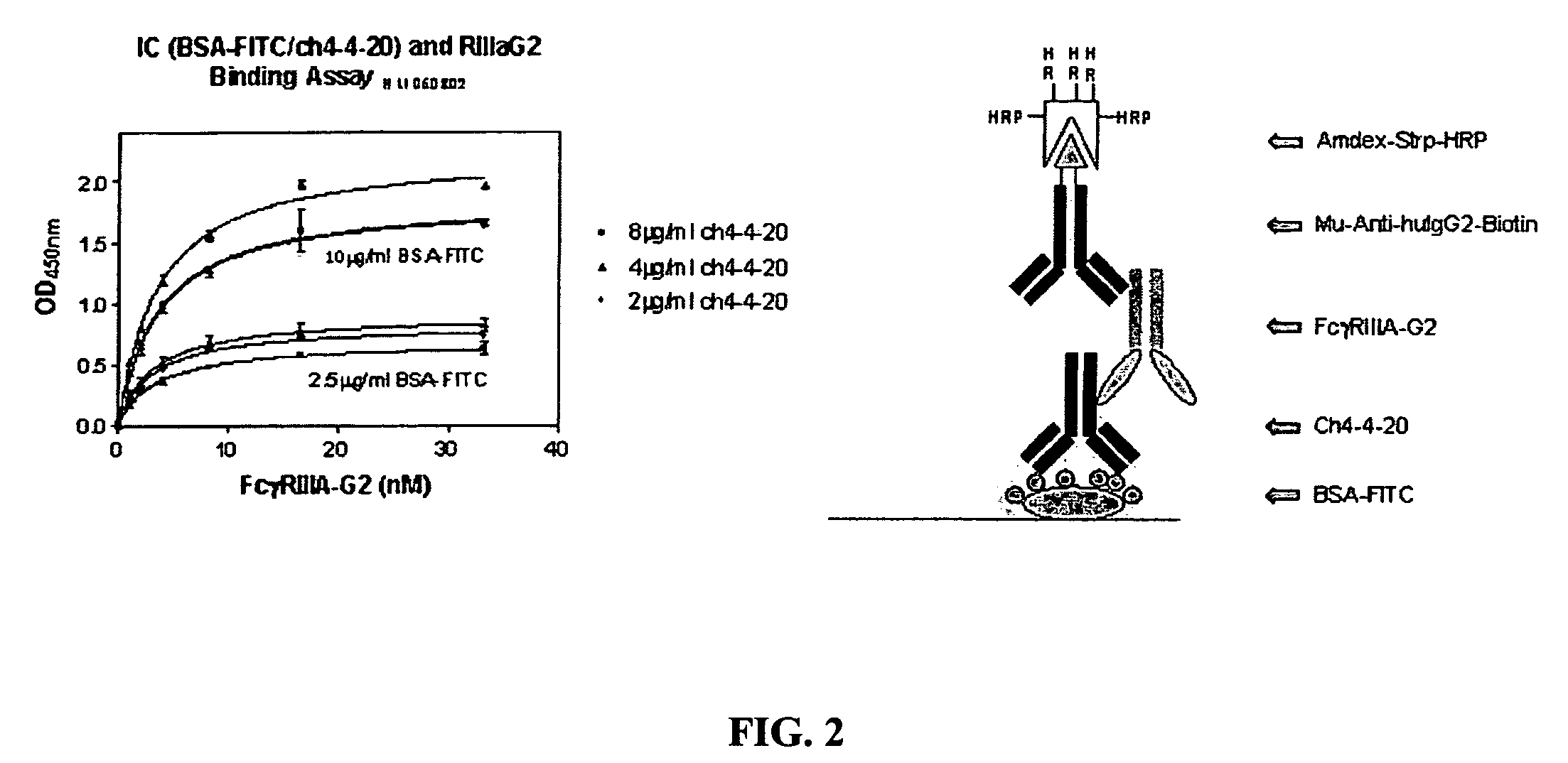 FcγRIIB fusion proteins and compositions thereof