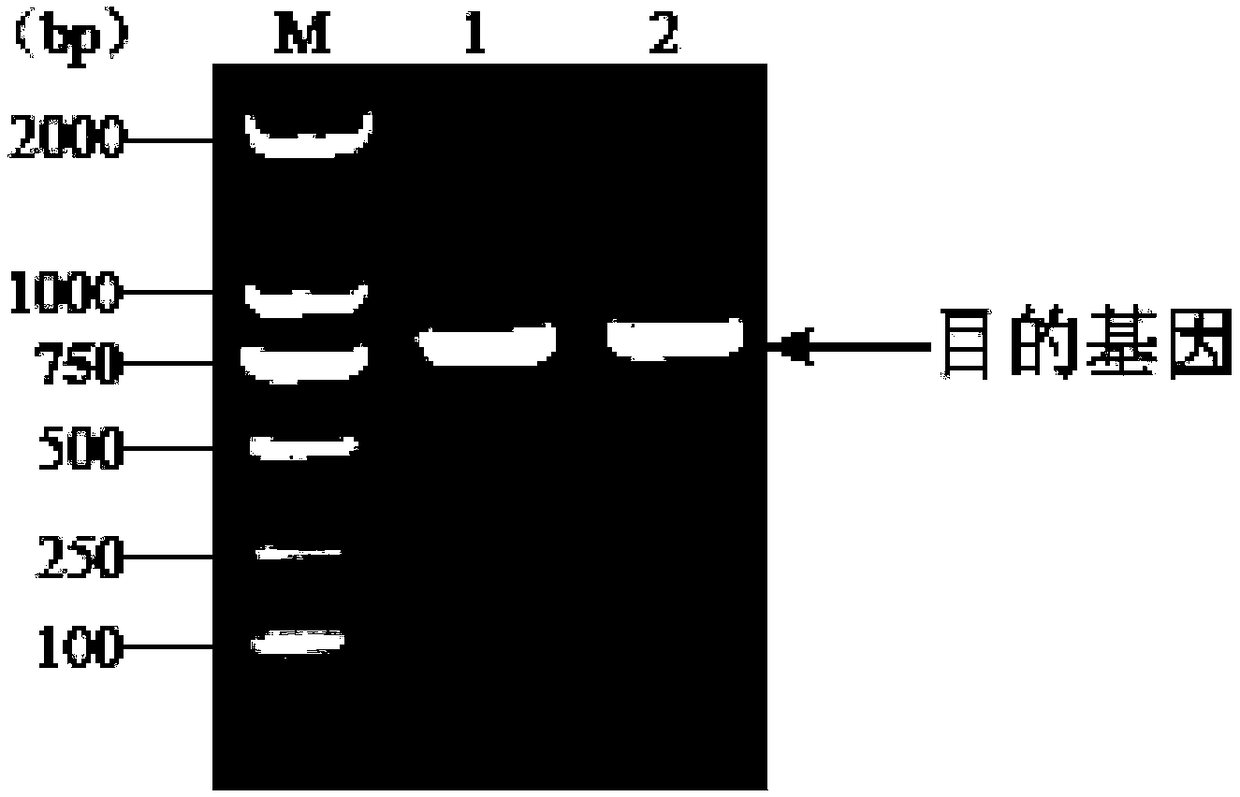 Corn stress resistance relevant gene ZmDi19-9 and application thereof