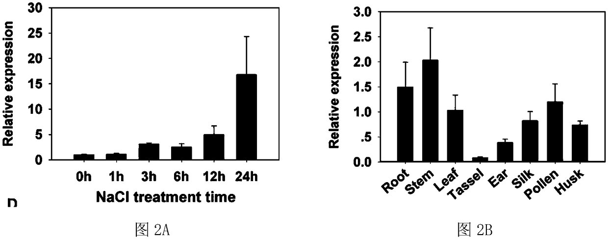 Corn stress resistance relevant gene ZmDi19-9 and application thereof