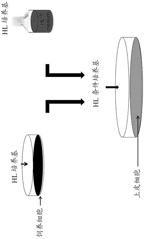 Culture medium, kit for cell culture, and cell culture method