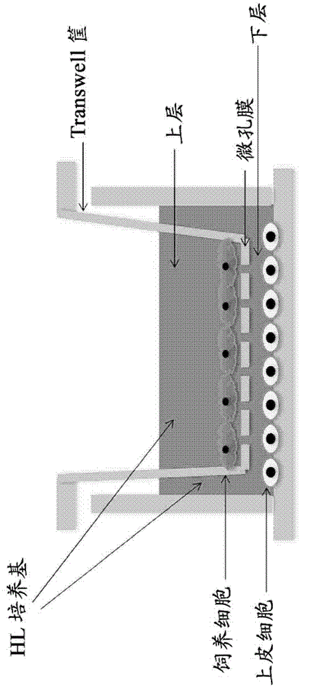 Culture medium, kit for cell culture, and cell culture method