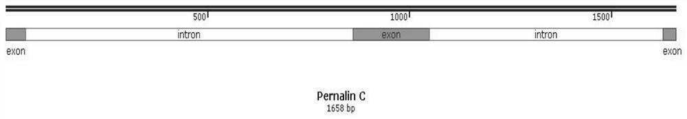Perna viridis antibacterial peptide Pernalins, and signal peptide, coding gene and application thereof