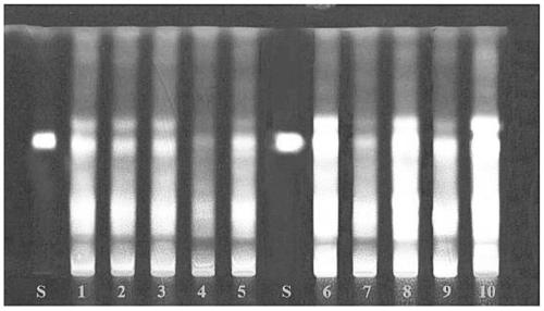 Marker of lepidium latifolium and preparation method and application of marker