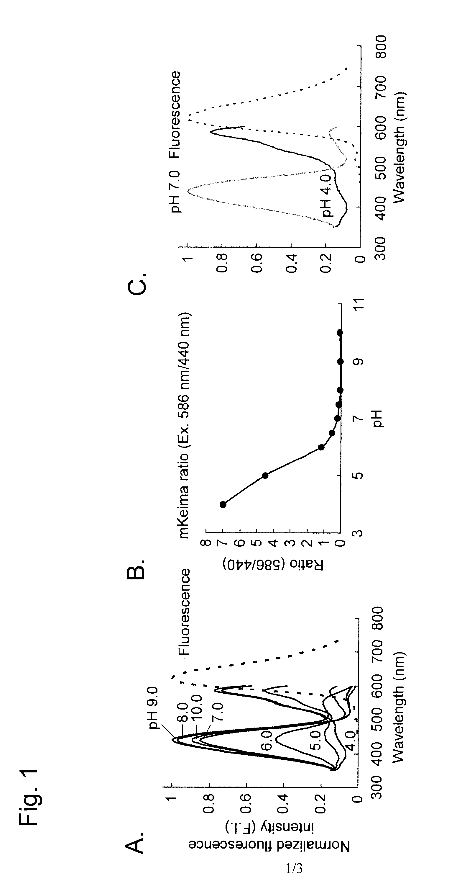 Method for measuring autophagy