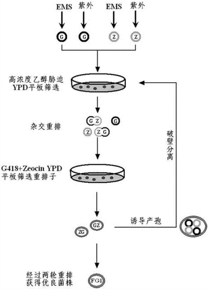 Method for constructing industrial saccharomyces cerevisiae engineering bacteria by integrating metabolism and rearrangement of gene