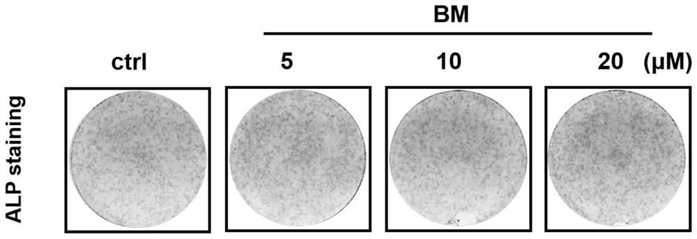 Application of bergamottin in prevention or treatment of osteoporosis and/or bone loss