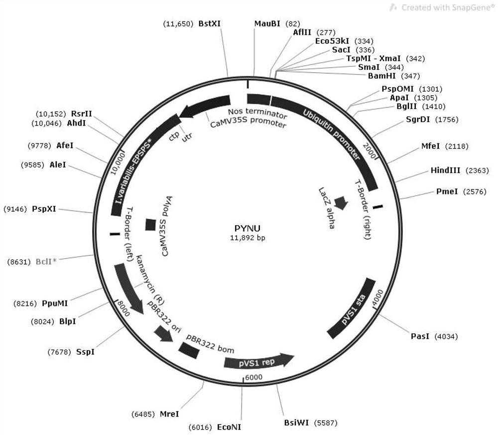 Degradation type glyphosate-resistant gene, plant expression vector, and cultivation method and application of degradation type glyphosate-resistant transgenic rice