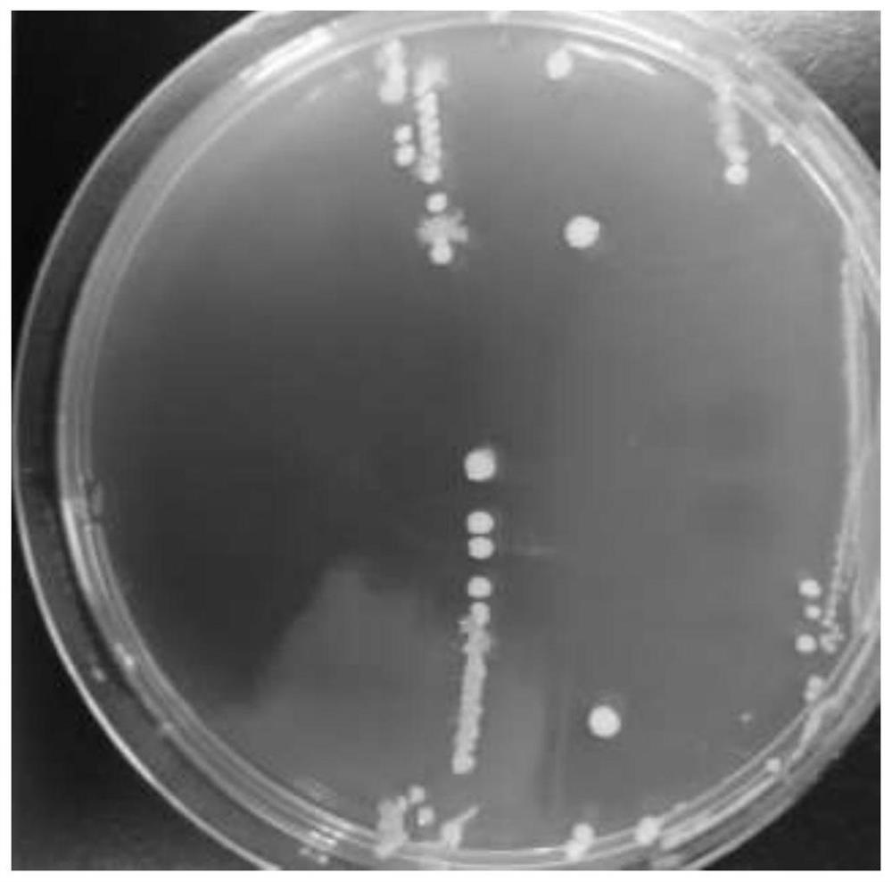 Lactobacillus zjuids03 against Helicobacter pylori and its application