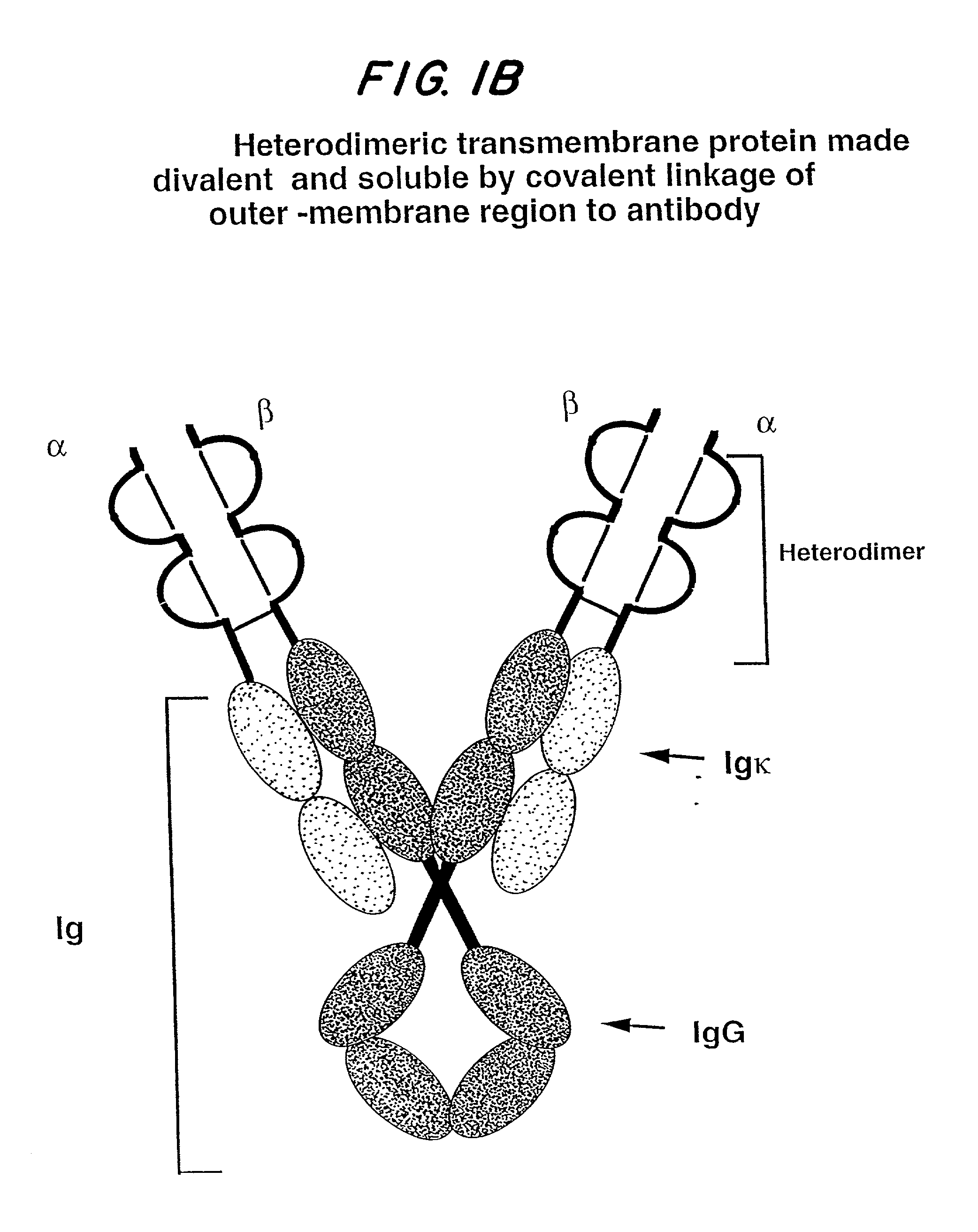 Soluble divalent and multivalent heterodimeric analogs of proteins