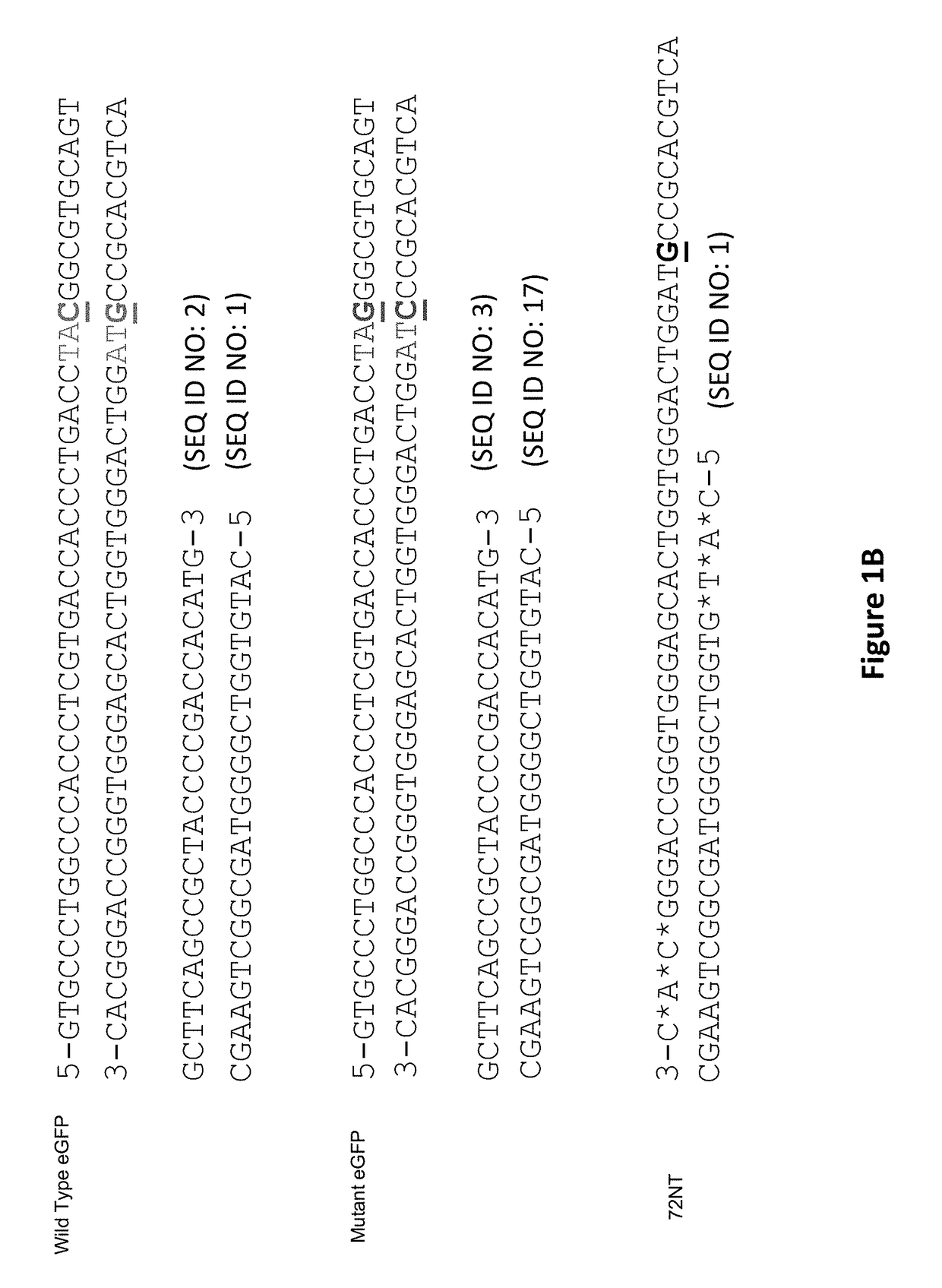 Compositions and Methods for Improving Homogeneity of DNA Generated Using a CRISPR/Cas9 Cleavage System