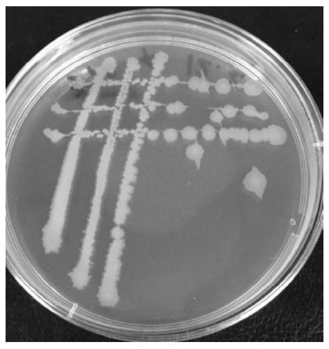 Screening and application of a probiotic Bacillus licheniformis with high production of compound enzyme